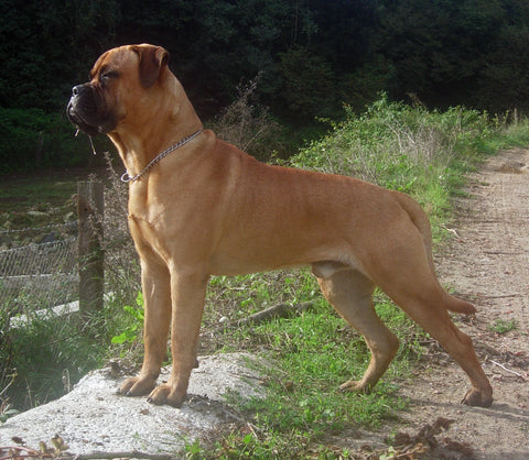 Bullmastiff large dog
