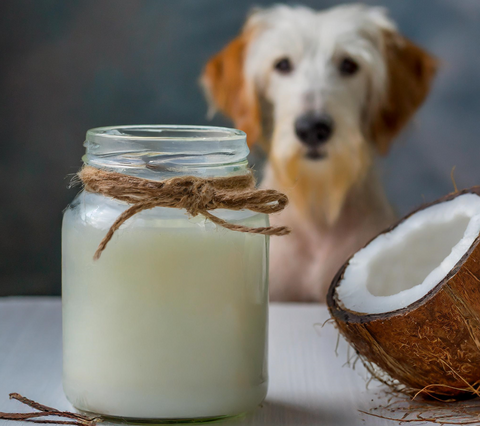 Dog staring at coconut jar
