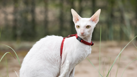 Cornish Rex cat