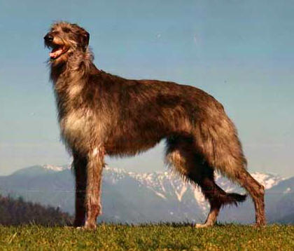 Scottish Deerhound large dog