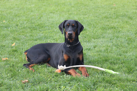 Doberman Pinscher