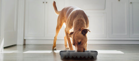 brown dog eating out of a neater slow feeder grey