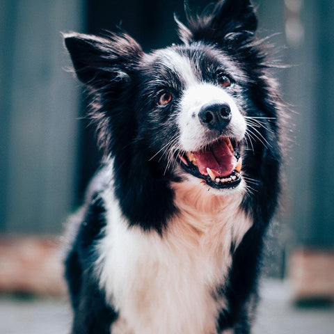 smiling border collie black and white dog