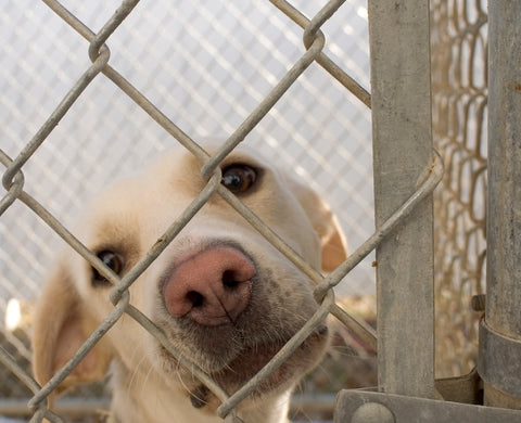 older dog at animal shelter