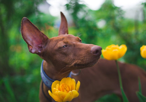 Picture of a dog in flowers