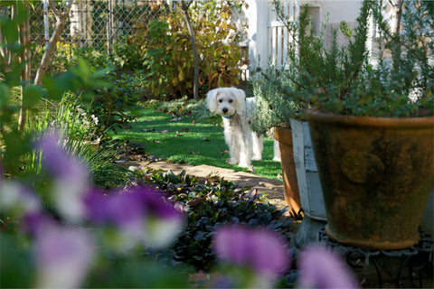 Dog in flower bed