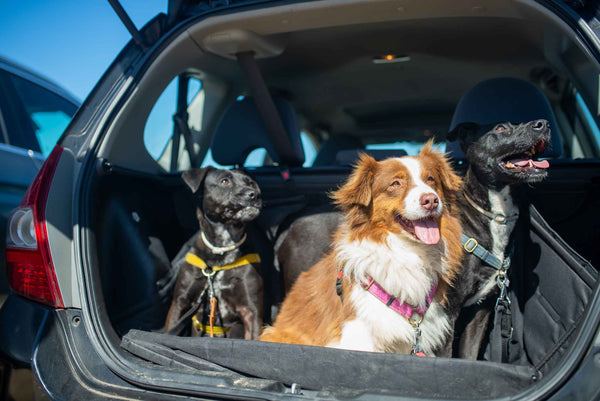 Three dogs sitting in the back of a trunk
