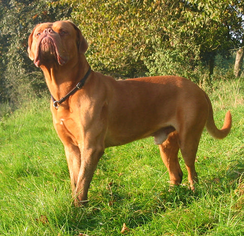 Dogue de Bordeaux large dog