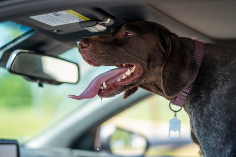 Dog drooling in car 