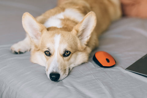 Dog laying in bed