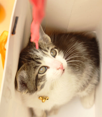 kitten in bag