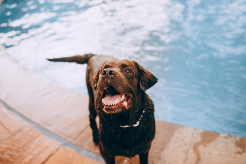 Dog in a pool 