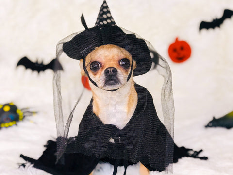 Dog in Halloween costume