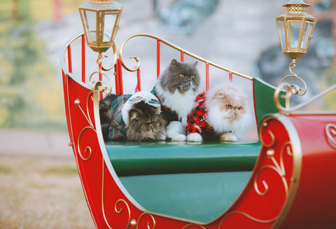 Cats in a sleigh