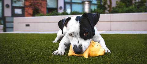 small dog chewing on yellow toy