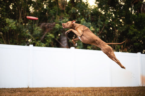 Dog catching frisbee 