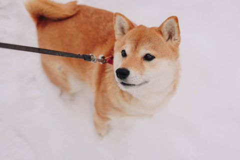 Dog in snow