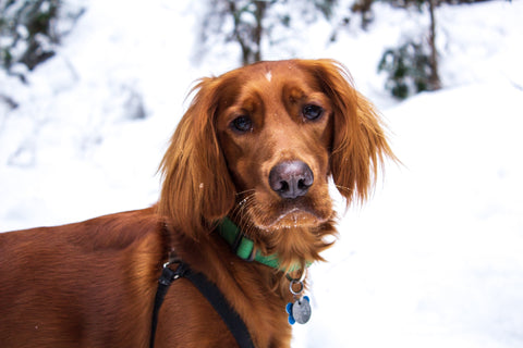 Picture of a Irish Setter
