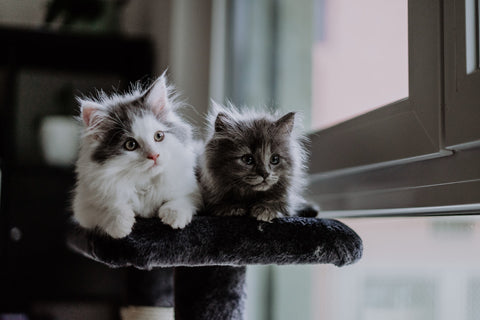 Kittens on a cat tree