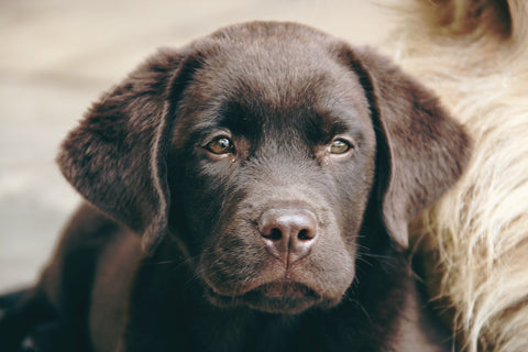 Labrador Retriever