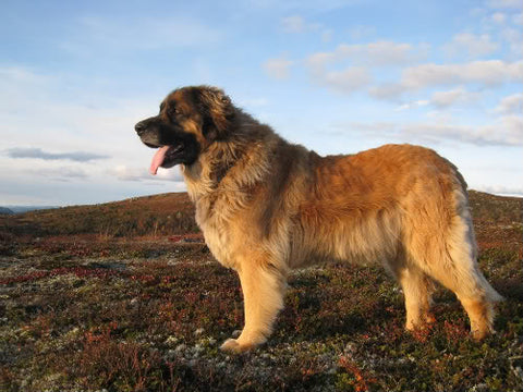 Leonberger large dog