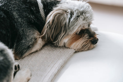 Dog laying on couch