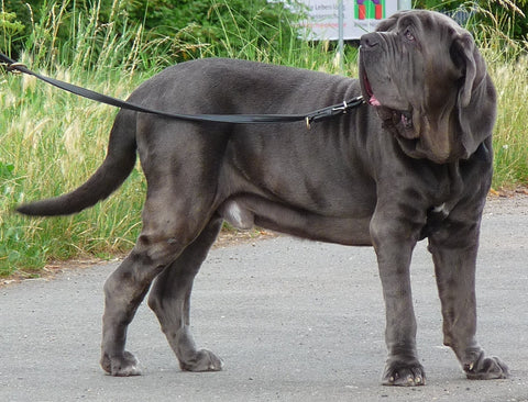 Neapolitan Mastiff large dog