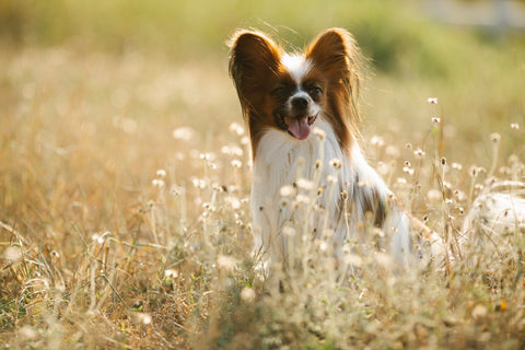 Picture of a Papillon