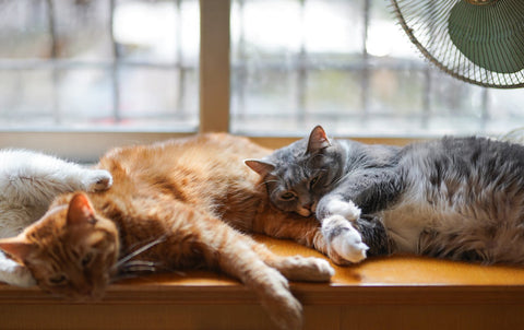 Cats laying together