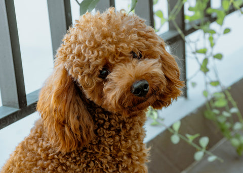 Picture of a poodle