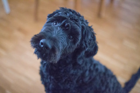 6 Reasons Why Portuguese Water Dogs Are the Best Family Dog