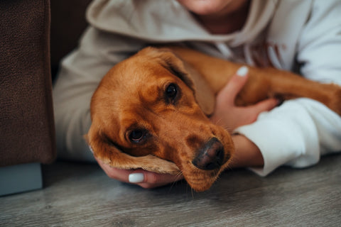 Laying with dog