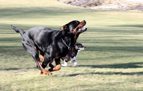 Rottweiler with the zoomies