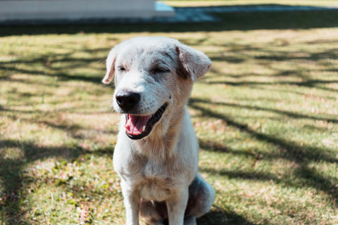 Senior dog smiling