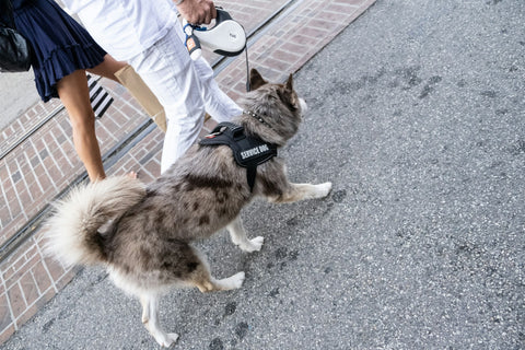 Walking a service dog