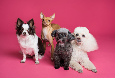 Four dogs getting their picture taken