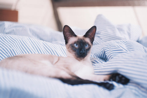 Siamese cat