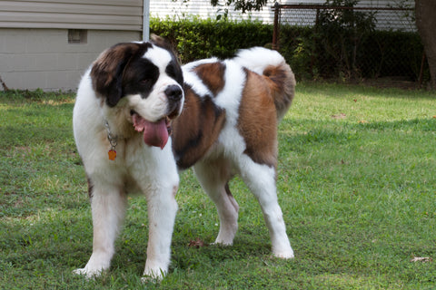 Saint Bernard large dog