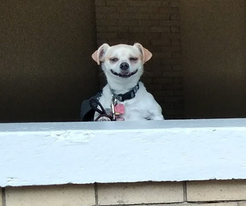 dogs smiling