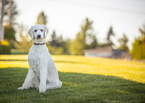 Standard Poodle