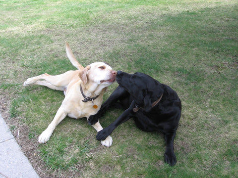 a black lab and a yellow lab playing in a yard