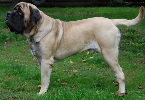 English Mastiff large dog