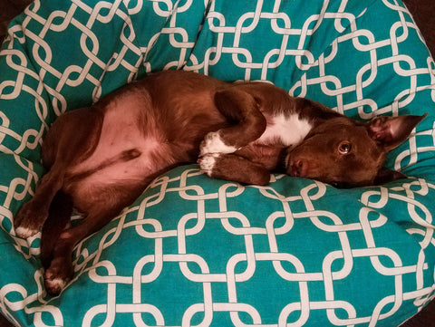 brown dog in it's bed