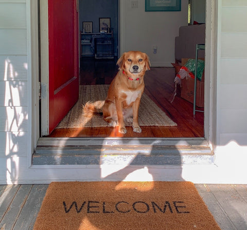 Dog at front door