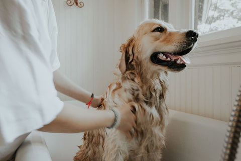 golden retriever puppy getting bath