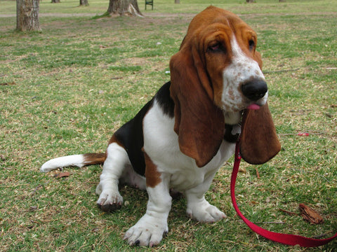 basset hound on a leash