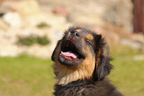 puppy smiling and panting outside