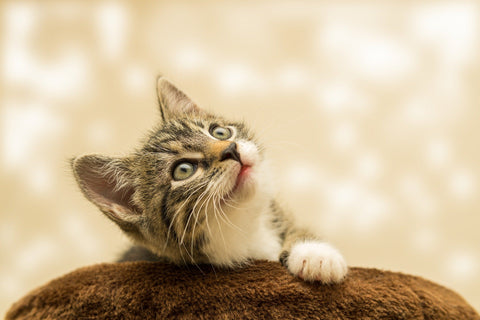 kitten looking up to the sky