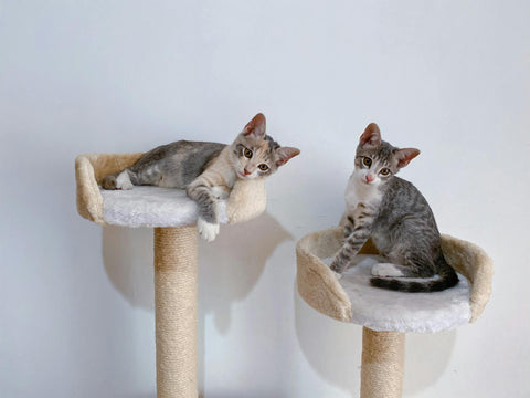 Cats in cat tree