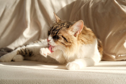 Cat grooming itself